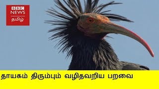 விமானத்தை பின்பற்றி தாயகம் திரும்பும் வழிதவறிய பறவைகள்