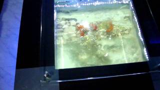 6600 Koleksi Aquarium Design India Gratis Terbaik
