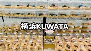 【昆虫イベント】横浜KUWATAに参戦！！各ブースの本気度が凄かった！