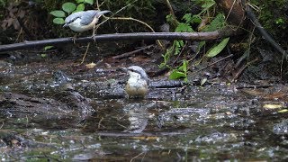 河口湖フィールドセンターのゴジュウカラの水浴び　その１５（4K60P動画）