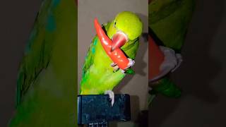 mitthu hamare mitthu ko bhookh lagi thi#parrot #alexander #talkingparrot #alex #parrottalking