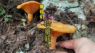 天气不错、上山捡蘑菇、黄枞菌捡到爽、满地的蘑菇、超多又漂亮