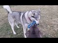 rerope looper large tough dog toys review okay exercise rope