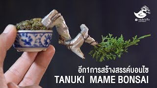 Tanuki Mame Bonsai (ไม้แอบซาก) อีก1การสร้างสรรค์บอนไซ EP 1