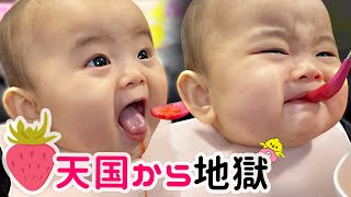 【離乳食】初めてイチゴを食べる赤ちゃん／簡単レシピ紹介