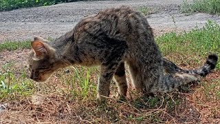 💔 Бездомный кот полз по дороге и просил помощи | Его лапы не слушались и он задыхался | Cat Rescue