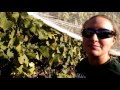 s1 e23 picking cab franc grapes