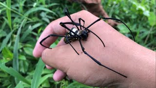 exploring and hunting insect in the wild‼️catch golden orb spider, caterpillar, shield bug