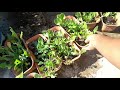 my garden updates part 1 మొక్కలు ఇప్పుడు ఎలా ఉన్నాయి