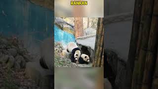 熊猫冉冉生气了，把俩孩子追得鸡飞狗跳，无奈只能躲树上 #pandacub #funny #pandachina #animals #giantpanda #cute #cutepanda #pets