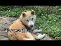 【老犬・室外犬】 with english subtitles.16歳 放し飼い柴犬の現在です。this is a free range shiba inu routine. vlog シバイヌ