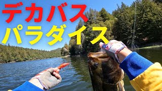 60up捕獲？！アメリカでレンタルボートしたら凄すぎた【バス釣り】