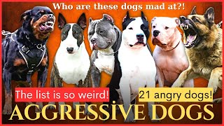 Most Aggressive Dog Breeds: What Breeds Are Considered Dangerous?