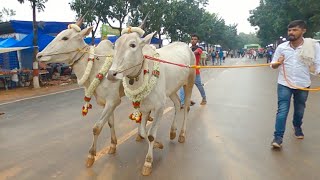 ಜಿಕೆವಿಕೆ ಕೃಷಿ ಮೇಳದಲ್ಲಿ ಹಾಲು ಹಲ್ಲಿನ ಹಳ್ಳಿಕಾರ್ ತಳಿ ಎತ್ತುಗಳು