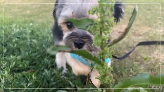 산책하다 어딘가 홀려 들어간 댕댕이?! 🐶🐾