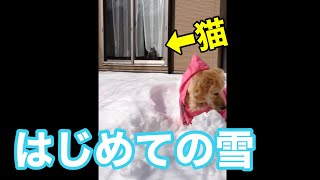 はじめての雪に大興奮のゴールデンレトリバーと猫 #shorts