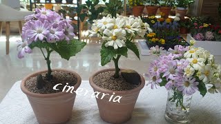 여리여리한 파스텔톤의 시네라리아 외목대로 키우기,꽃말 키우는법등 Flower Cineraria