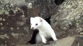 White Ermine(Stoat)...very curious!!!