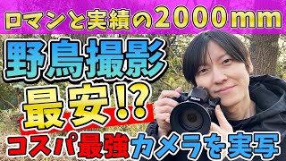 ついにあれを購入！最安の野鳥撮影カメラで野鳥撮影！野生の動物たち Nikon COOLPIX P950