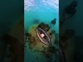 Koh Tao Freediving with the Insta360 X3 Camera - Explore Travel Adventure - More Calm