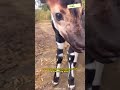 okapi attack on titan shorts okapi faktahewan