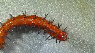 Passion butterfly caterpillar