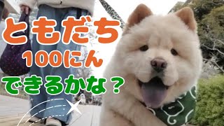 公園デビューしたチャウチャウの子犬の1日