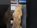 猫咪——别过来，我会喵喵拳！！ animal funny catcat