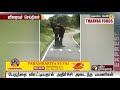 நீலகிரி அரசுப்பேருந்தை வழிமறித்து ஆக்ரோஷம் காட்டிய யானை elephant government bus