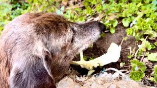 腰を痛めた14歳犬の薬を飲んで10日目。14 year old dog.