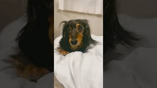 犬が眠りに落ちる瞬間。 #犬のいる暮らし #ミニチュアダックスフンド