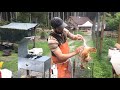 how to pluck a chicken humane harvesting guide