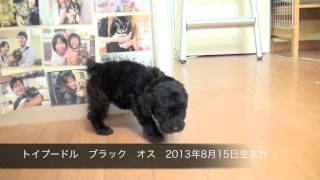 トイプードル ブラック　オス　2013年8月15日生まれ