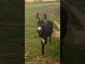 shorts viral fyp donkey boggsfunnyfarm henry morning fypシ farmlife friday vibes cute