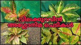 വിലക്കുറവിൽ അഗ്ലോനിമ ചെടികൾ😍|Zahar Gardens|