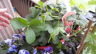 Starter Plants - Wisconsin Garden Video Blog 103.avi