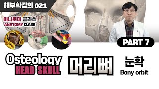 [해부학] Bony orbit(눈확) 골학 머리뼈(SKULL) PART 7 아나토미 클라쓰 021