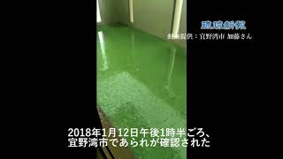 沖縄県内各地で「あられ」を確認