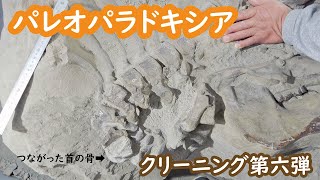 パレオパラドキシア骨格化石のクリーニングその６【瑞浪市化石博物館】#化石 #fossils #fossil