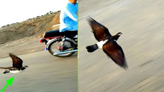 Motorcycle vs pigeon || kabootar ke speed beautiful pigeon