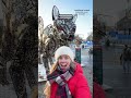 meet iceland’s famous christmas cat 🎄🐾 iceland christmas reykjavik icelandadventure