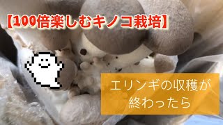 7.【100倍楽しむキノコ栽培】収穫が終わっても霧吹きしてると＃エリンギ#きのこ栽培