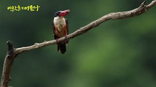 하늘의 벗 청호반새 black-capped kingfishe 파랑새목 물총새과의 조류