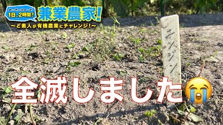 【にんじん栽培】大量収穫予定が収穫ゼロ！？農業初心者が有機農業にチャレンジ野菜栽培副業【2021.7.27】