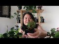 peperomia collection that rivals summer rayne peperomia