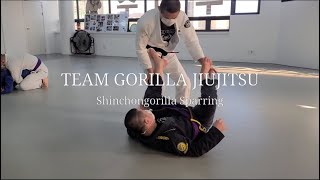 20220224 ShinChonGorilla Sparring : Purple (3Round) #팀고릴라주짓수 #팀고릴라주짓수스파링 #주짓수스파링 #주짓수퍼플벨트스파링