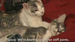 Kitten Massage (I Knead You)