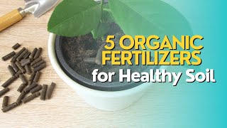 Top 5 Organic Fertilizers for Healthy Soil