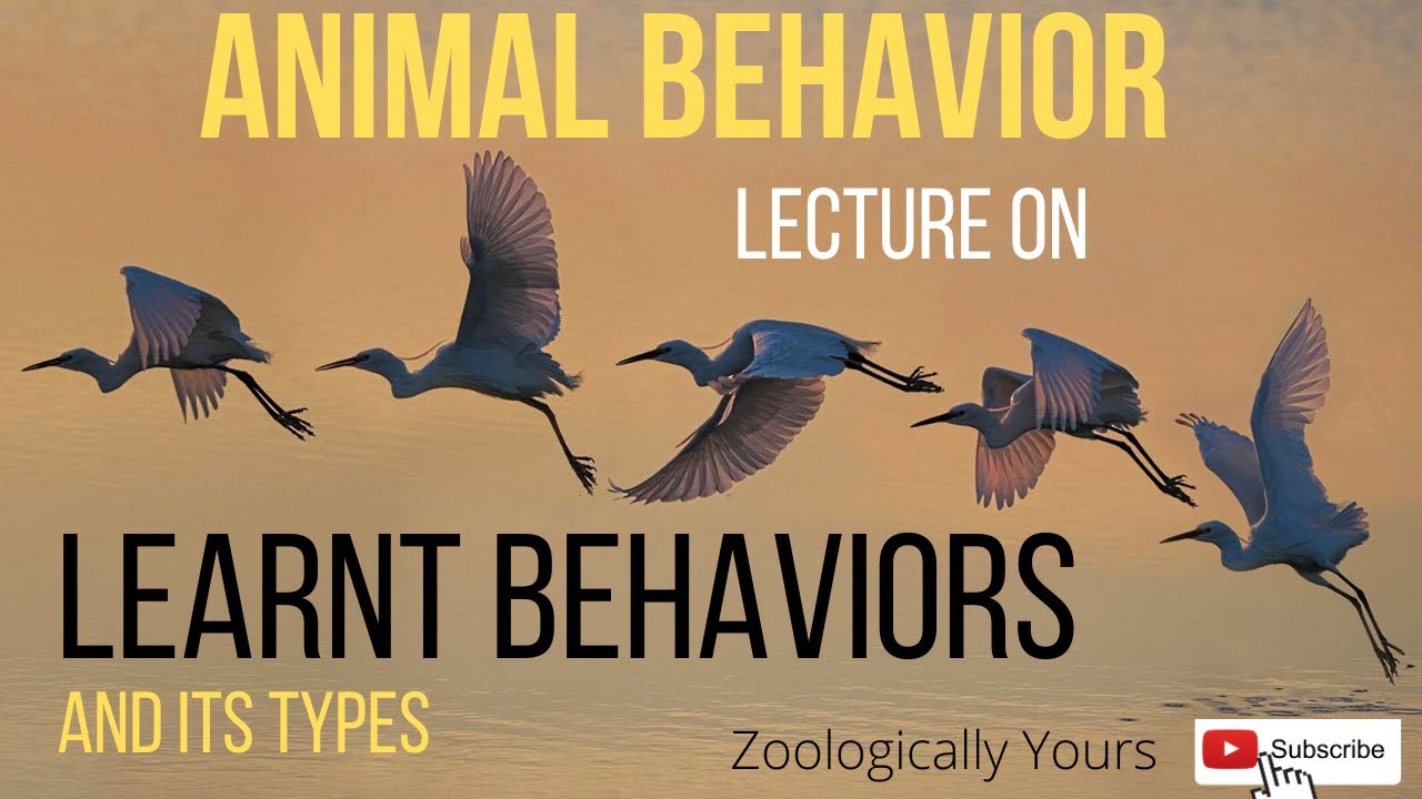 Animal Behavior - Learnt Behaviors (Introduction) - YouTube