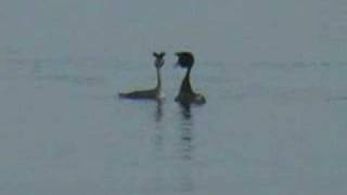 Dancing Grebes